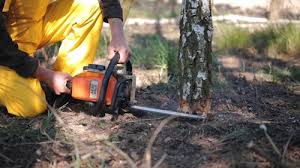 Best Fruit Tree Pruning  in Sconsin Rapids, WI